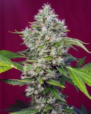 San Fernando Lemon Kush Feminized by Sweet Seeds 