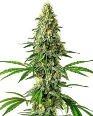 Santa Muerte Feminized by Blimburn