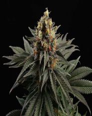 Sativa Dream Feminized by Kannabia