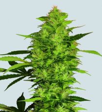 Sativa's Sour Diesel by Nirvana Seeds