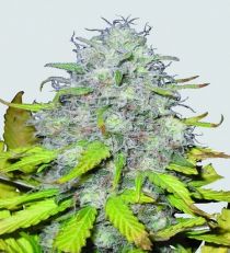 Auto Jock Horror by Nirvana Seeds