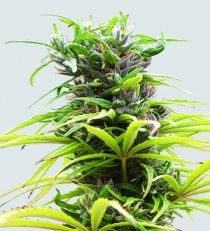 Hawaii Maui Waui by Nirvana Seeds