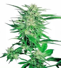 Big Bud Regular - Sensi Seeds