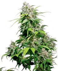 California Indica Feminized by Sensi Seeds