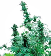 Early Skunk Feminized by Sensi Seeds