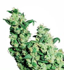 Jack Herer Feminized by Sensi Seeds