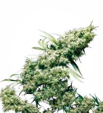 Jamaican Pearl Feminized by Sensi Seeds