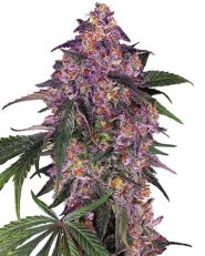 Sensi Purple Kush by Sensi Seeds