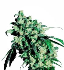 Super Skunk Regular - Sensi Seeds