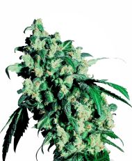 Super Skunk Feminized by Sensi Seeds