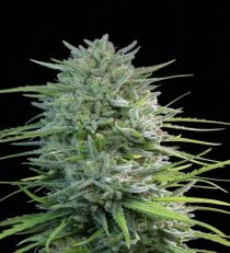 SexBud by Female seeds