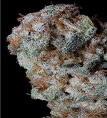 Sherbert Glue Feminized - Big Head Seeds