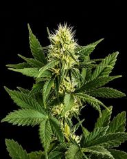 Shiskaberry Feminized - Nirvana Seeds