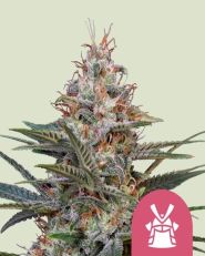 Shogun Feminized by Royal Queen Seeds