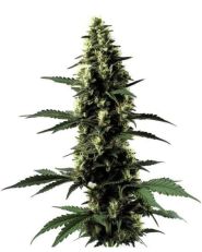 Silver Surfer Haze Feminized by Blimburn