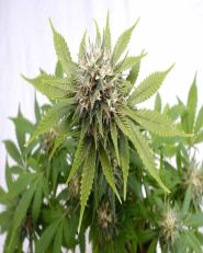 Silver Widow Feminized by Kannabia
