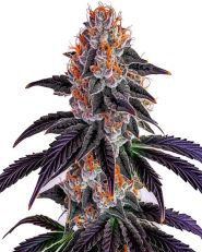 Sirius Black Feminized by Blimburn