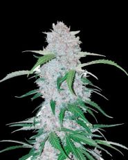 Six Shooter by Fast Buds