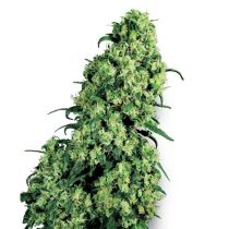 Skunk #1 Feminized - Sensi Seeds