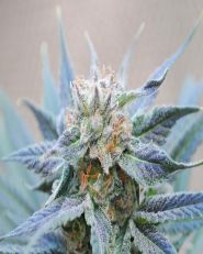 Skunk+ Feminized by Kannabia