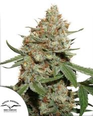 Skunk #11 Feminized by Dutch Passion 