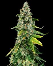 Skunk #1 Feminized - Nirvana Seeds