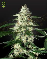 Skunk Autoflower by Green House Seeds