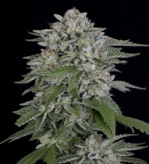 Skywalka Cookies by Bighead Seeds