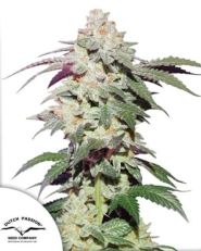 Skywalker Haze by Dutch Passion