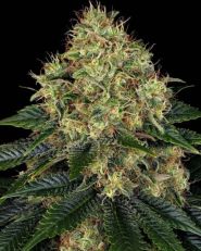 Skywalker OG Auto by Barney's Farm