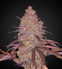 Skywalker OG Feminized