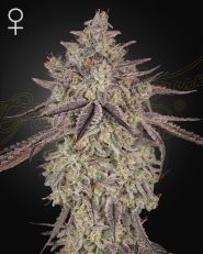 Skywalker Autoflower by Green House Seeds