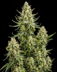 Skywalker OG Feminized - Nirvana Seeds