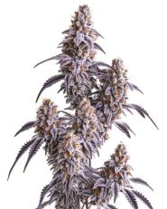 Slurricane Feminized by Blimburn