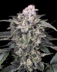Slurricane Feminized by Advanced Seeds