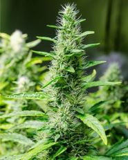 Snoop Dogg OG by Growers Choice