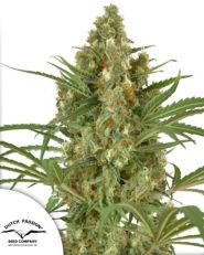 Snow Bud by Dutch Passion