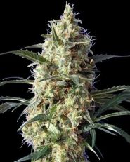Snow White Feminized by Spliff Seeds