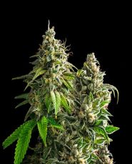 Somango XXL Autoflower - Nirvana Seeds