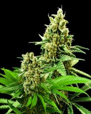 Somango XXL Feminized - Nirvana Seeds