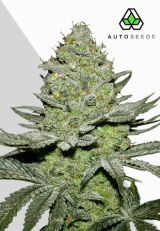 Sour Diesel Autoflower by Auto Seeds