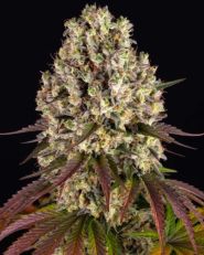 Sour Diesel by Barney's Farm