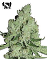 Sour Diesel Feminized by MSNL Seeds
