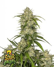 Sour Jealousy Auto by Fast Buds