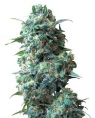 Sour Kush Auto by Growers Choice