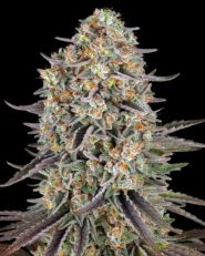 Sour Strawberry by Barney's Farm