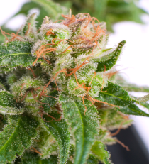 Auto Sour Melon Mass by Critical Mass Collective Seeds