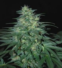 South African Kwazulu by W.O.S. Seeds