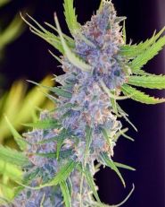 Spliff Strawberry Feminized by Spliff Seeds