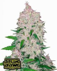 Stardawg by Fast Buds